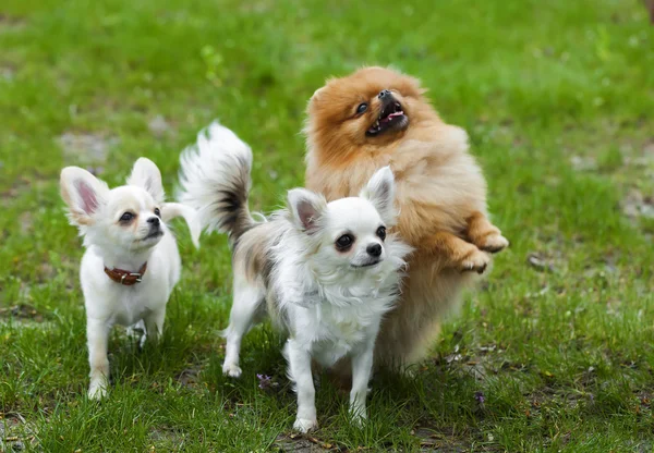 草の面白い少しふわふわした犬 — ストック写真