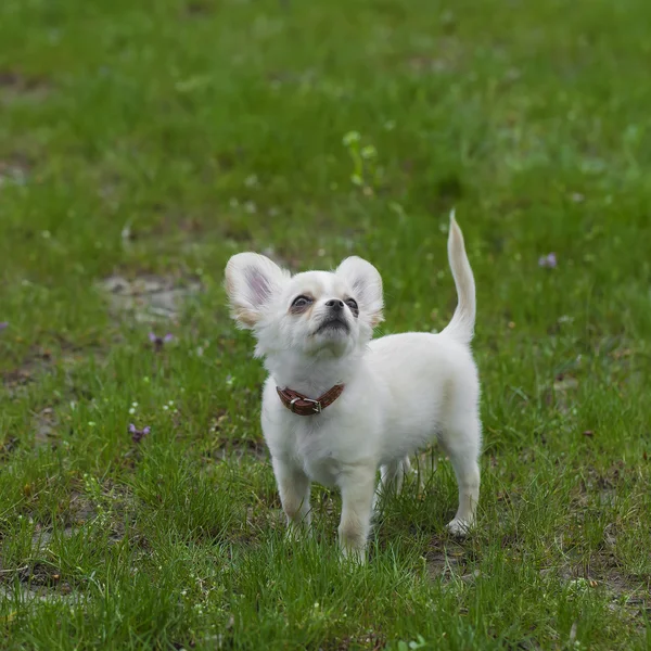 Engraçado pouco cão fofo na grama — Fotografia de Stock