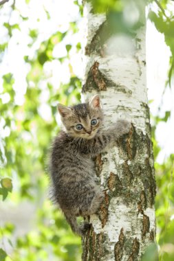 gri komik küçük kedicik