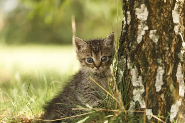 Gray kitten funny little — Stock Photo, Image