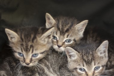  Çim de küçük gri kedi