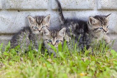 Basketbol Sahası halka tahta gökyüzüne karşı