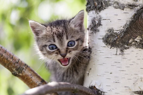 Small gray kitten  a tree — Stock Photo, Image