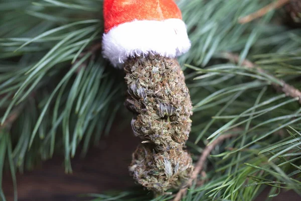 Gros Cône Cannabis Décoration Noël Marijuana Gros Plan Bourgeons Chanvre — Photo