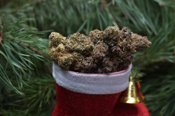 Big Cannabis Cone Christmas Decoration Marijuana Close Hemp Buds — Stock Photo, Image