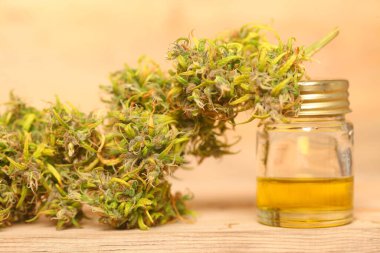 Tıbbi marihuana. Esrar Indica. CBC yağı. ot tomurcukları