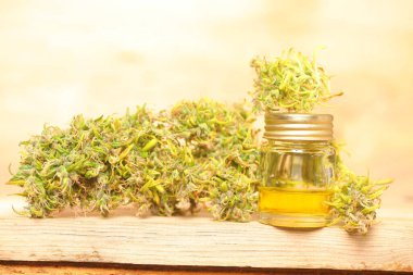 Tıbbi marihuana. Esrar Indica. CBC yağı. ot tomurcukları