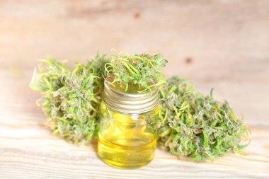 Tıbbi marihuana. Esrar Indica. CBC yağı. ot tomurcukları