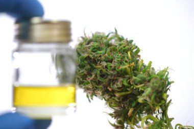 Tıbbi marihuana. Esrar Indica. CBC yağı. ot tomurcukları