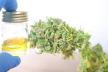 Tıbbi marihuana. Esrar Indica. CBC yağı. ot tomurcukları