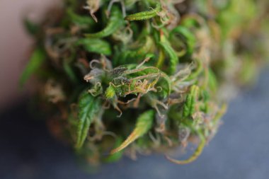 Tıbbi marihuana. Esrar Indica. CBC yağı. ot tomurcukları