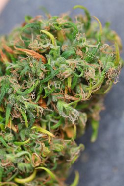 Tıbbi marihuana. Esrar Indica. CBC yağı. ot tomurcukları