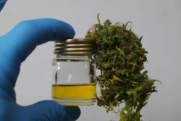 Marijuana Medicinal Cannabis Indica Óleo Cbd Botões Cânhamo — Fotografia de Stock