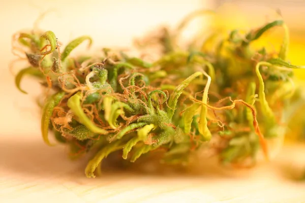 Medical Marijuana Cannabis Indica Cbd Oil Hemp Buds — Stock Photo, Image