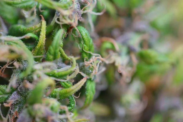 医療用マリファナ 大麻の指標だ Cbdオイル 麻の芽 — ストック写真