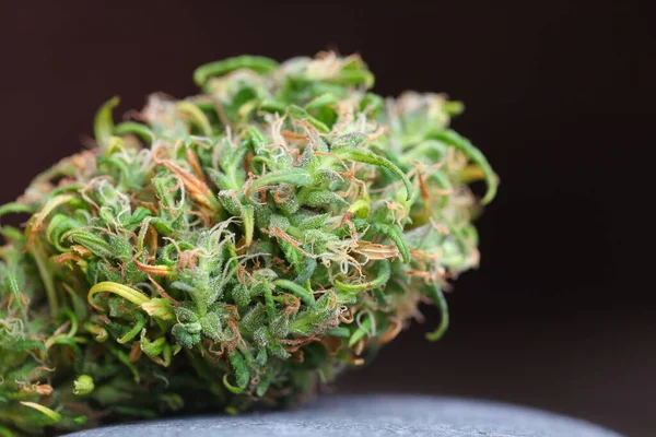 Medicinsk Marijuana Cannabisindica Cbd Olja Hampknoppar — Stockfoto