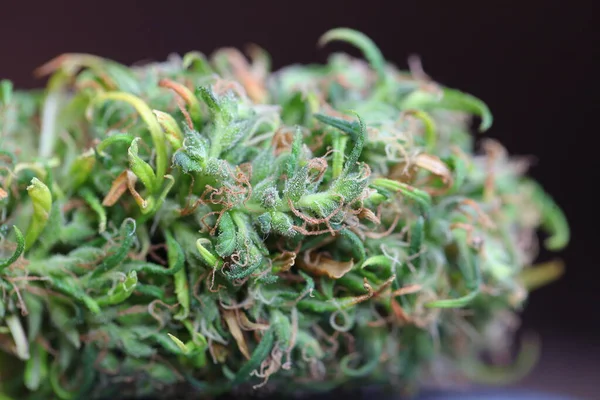 Marijuana Medica Cannabis Indica Olio Cbd Germogli Canapa — Foto Stock