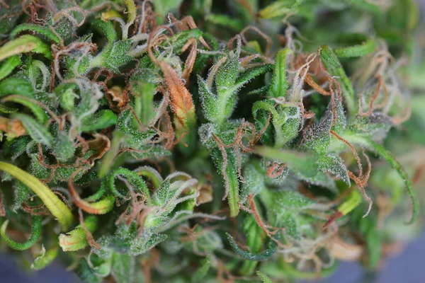 Marijuana Medica Cannabis Indica Olio Cbd Germogli Canapa — Foto Stock