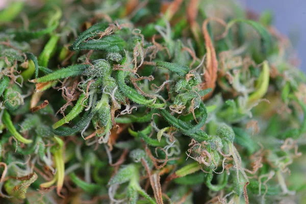 Marijuana Medica Cannabis Indica Olio Cbd Germogli Canapa — Foto Stock