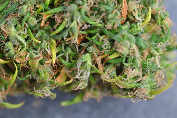 Medical Marijuana Cannabis Indica Cbd Oil Hemp Buds — Stock Fotó