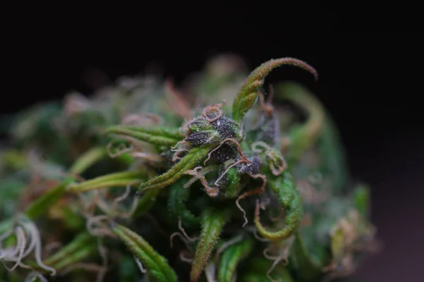 Lékařská Marihuana Cannabis Indica Cbd Olej Konopných Pupenů — Stock fotografie