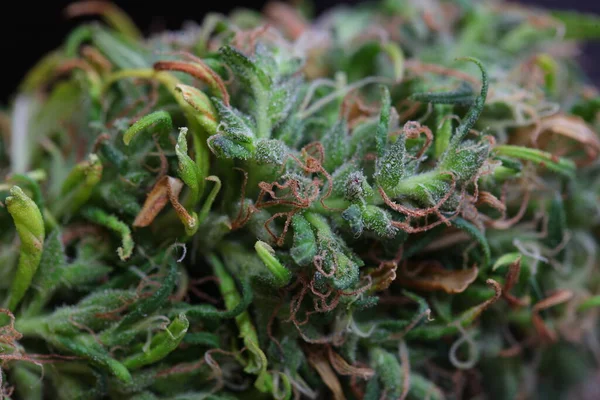 Marijuana Medica Cannabis Indica Olio Cbd Germogli Canapa — Foto Stock