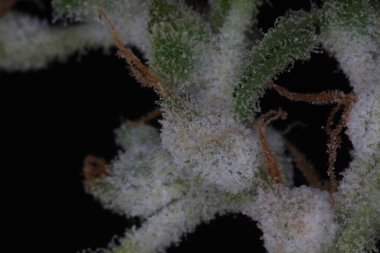 Kenevir bitkisinin üzerindeki beyaz küf