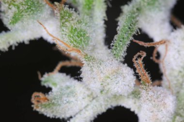 Kenevir bitkisinin üzerindeki beyaz küf