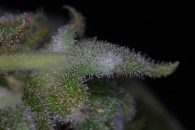 Kenevir bitkisinin üzerindeki beyaz küf