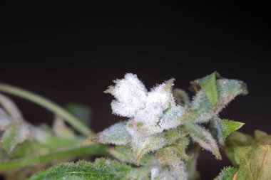 white mold on the hemp plant clipart
