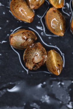 Kenevir tohumunu kapatın. tıbbi esrar.