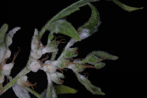 white mold on the hemp plant