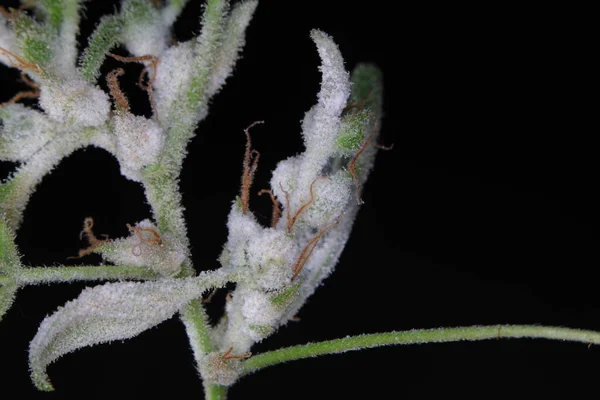 white mold on the hemp plant