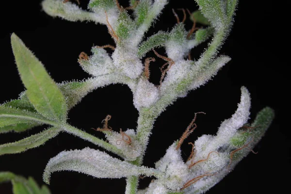 white mold on the hemp plant