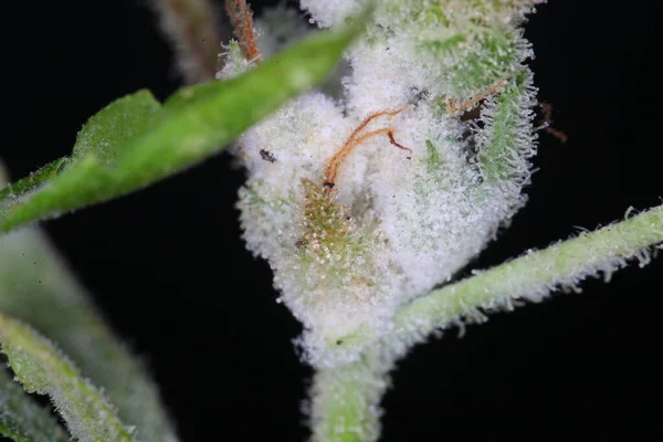 white mold on the hemp plant