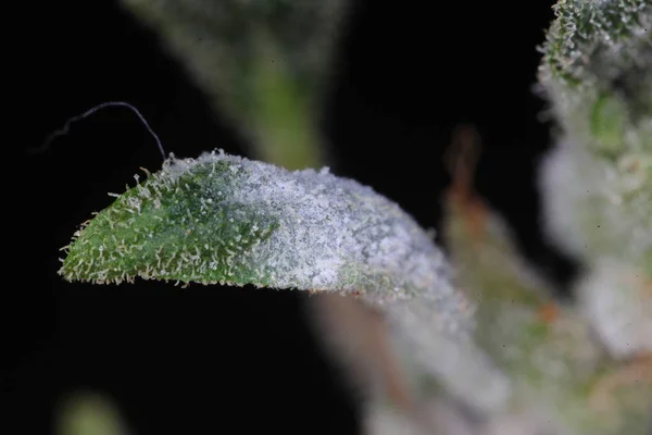 white mold on the hemp plant