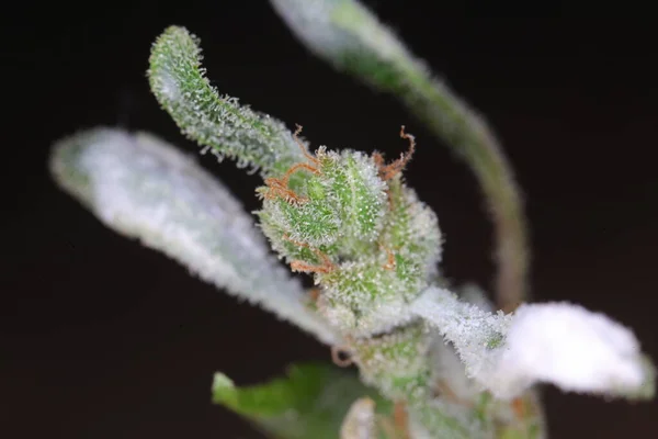 white mold on the hemp plant