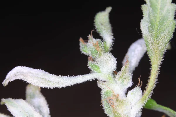 white mold on the hemp plant