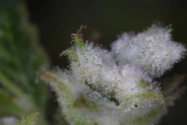 white mold on the hemp plant