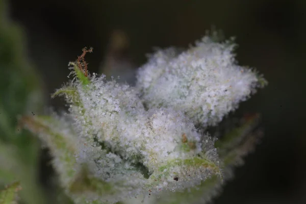 大麻植物上的白色霉菌 — 图库照片