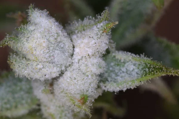 white mold on the hemp plant