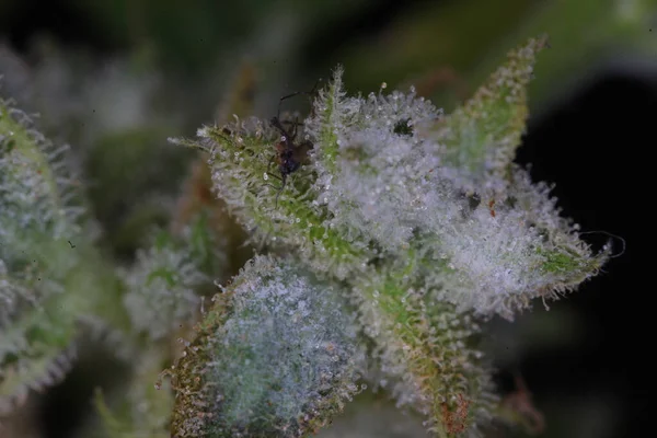 white mold on the hemp plant