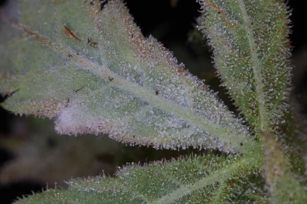 white mold on the hemp plant