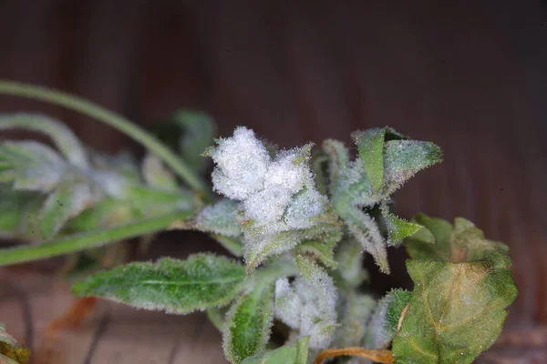 white mold on the hemp plant