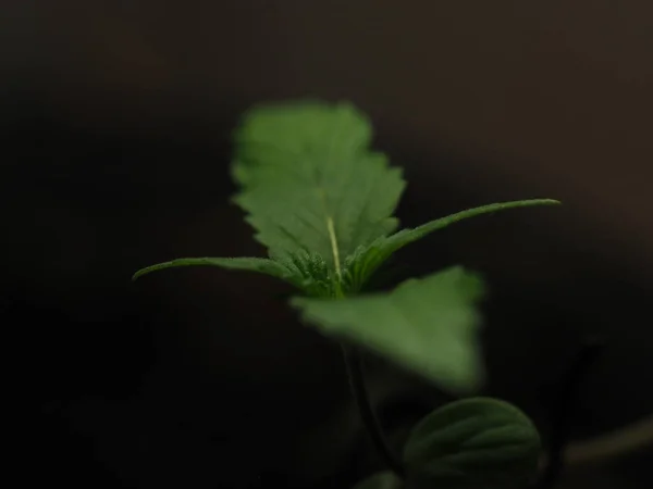 Cannabis Plantage Für Medizinischen Marihuana Hanf — Stockfoto