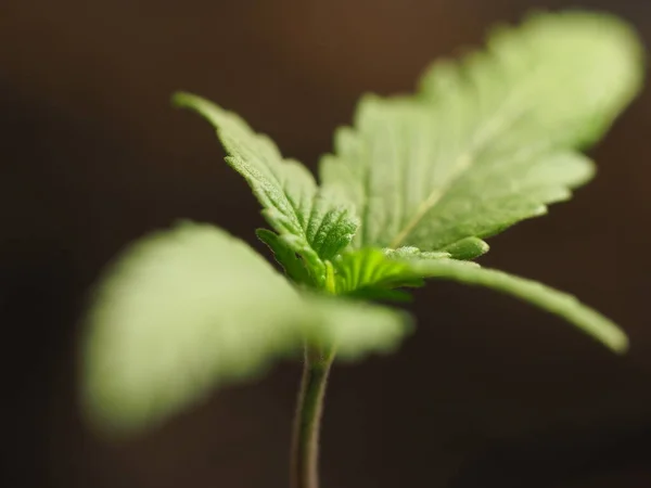 Planta Cannabis Granja Plantación Marihuana Medicinal Cáñamo — Foto de Stock