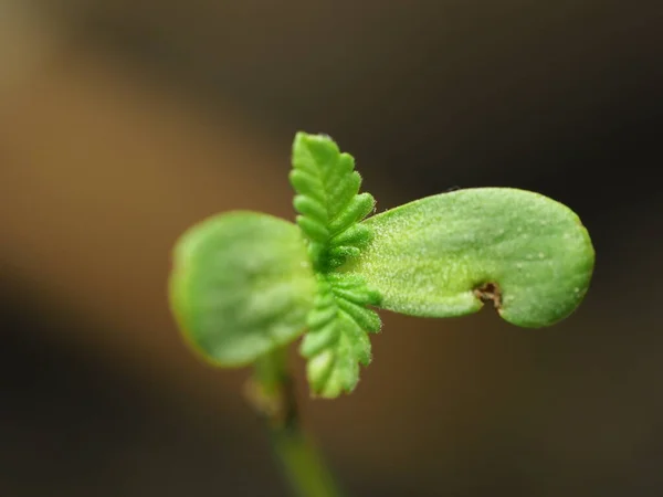 Planta Cannabis Fazenda Plantação Cannabis Medicinal Cânhamo — Fotografia de Stock