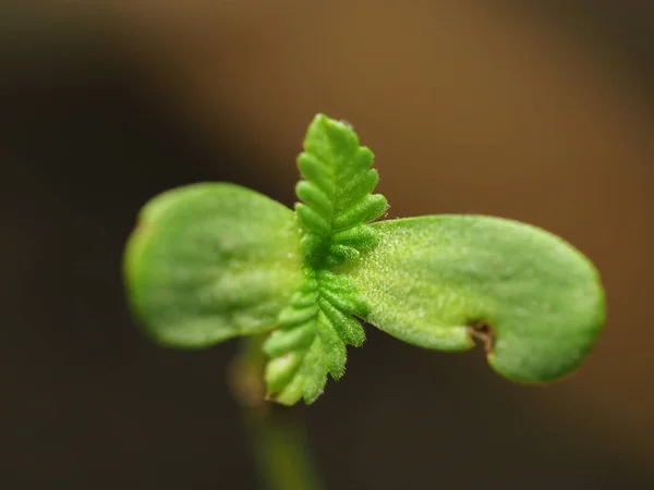 Planta Cannabis Fazenda Plantação Cannabis Medicinal Cânhamo — Fotografia de Stock