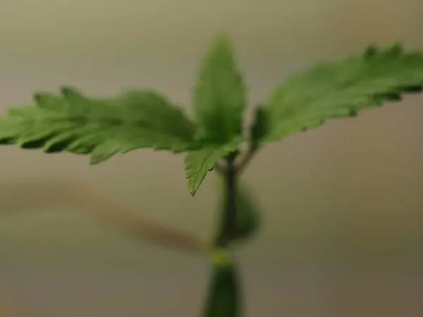 Planta Cannabis Granja Plantación Marihuana Medicinal Cáñamo — Foto de Stock