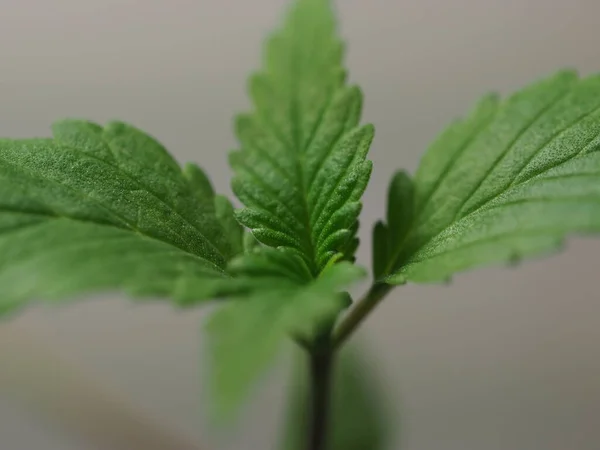 Planta Cannabis Fazenda Plantação Cannabis Medicinal Cânhamo — Fotografia de Stock